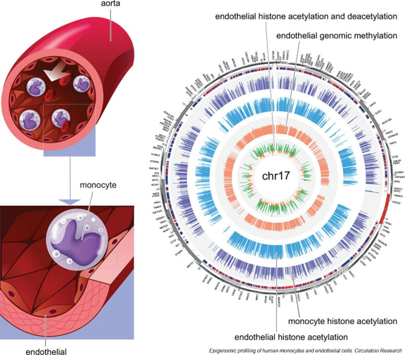 monocytes-endothelial-cells-epigenetic